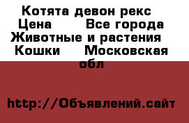 Котята девон рекс › Цена ­ 1 - Все города Животные и растения » Кошки   . Московская обл.